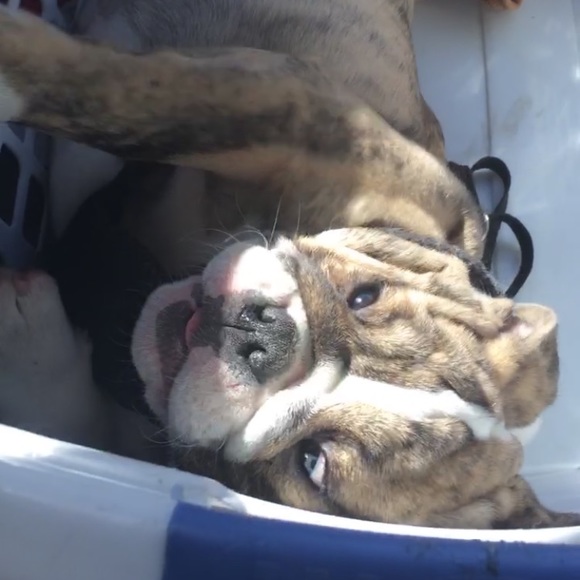 Meet your Poshers dog Pancake - Picture 5 of 6